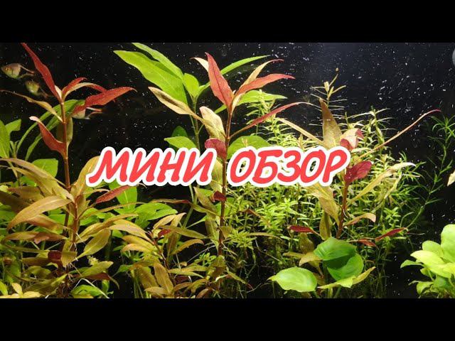 МИНИ ОБЗОР АКВАРИУМА С РАСБОРАМИ смотреть онлайн