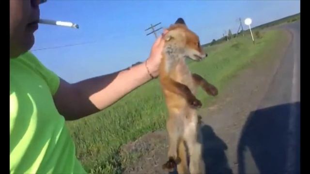 они поймали лису руками смотреть онлайн