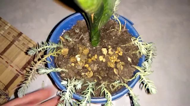 Цветочные композиции в горшках в домашних условиях смотреть онлайн