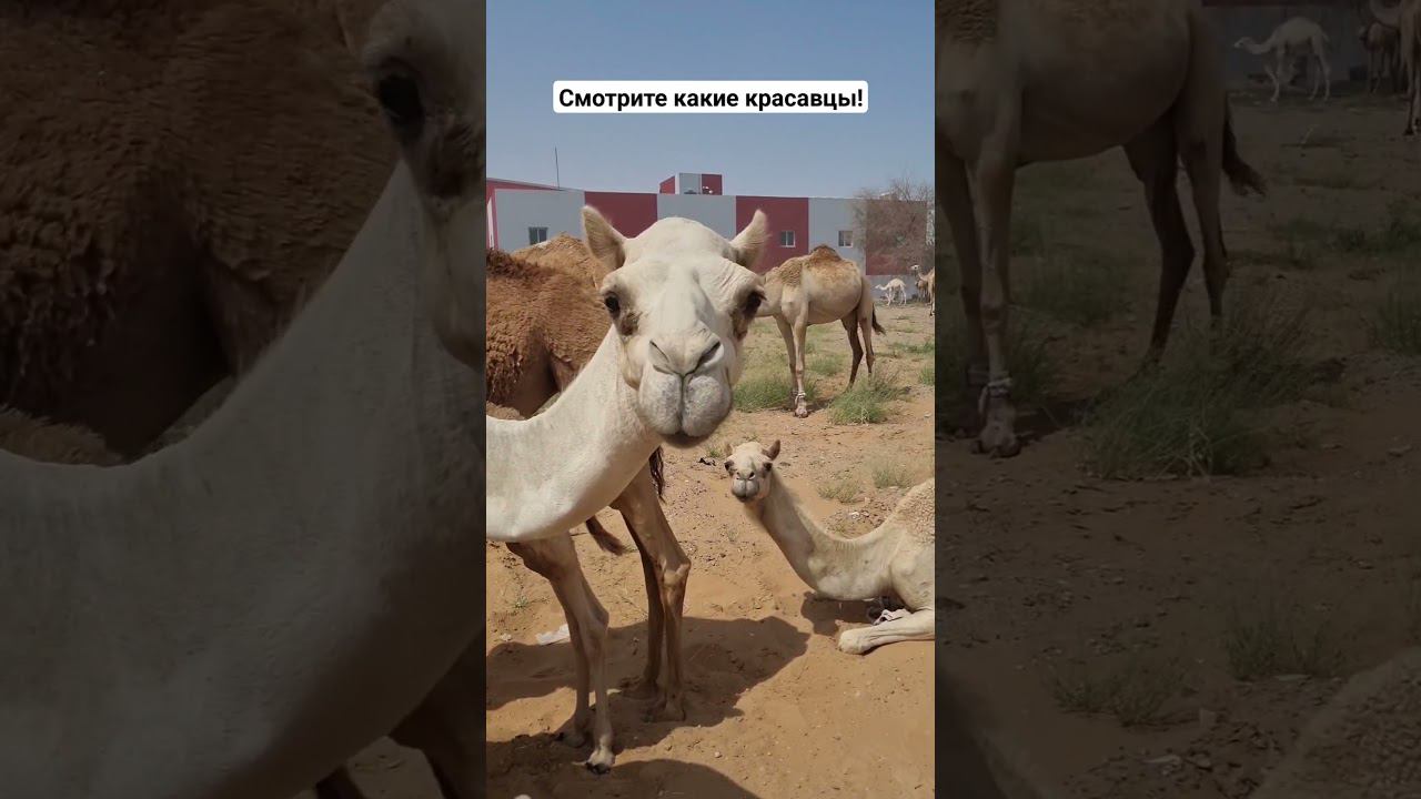 #camel #Dubai #uae #простовстреча #верблюды #кораблипустыни #вотэтода