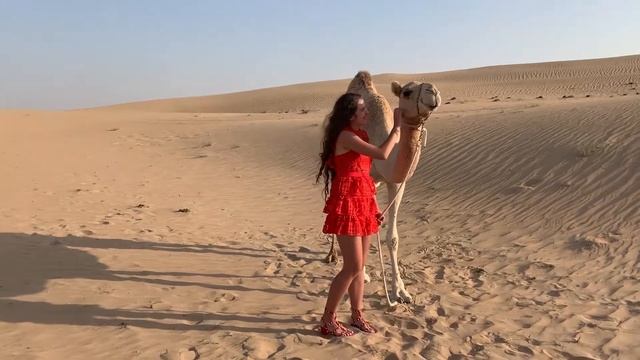 Дубай .Фотосессия Elizabeth queen с верблюдами на ферме The Camel Farm смотреть онлайн