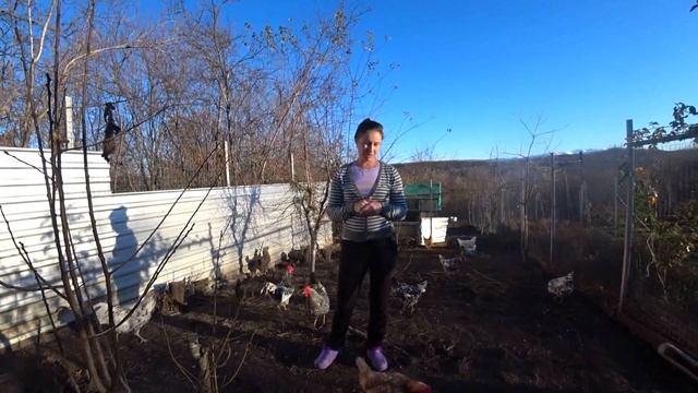 Про наших кур и о своих разочарованиях, и ожиданиях. смотреть онлайн