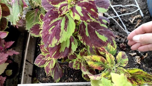 Мои колеусы в конце сентября по сортам. Вторая часть. смотреть онлайн