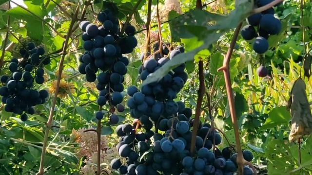 Если хочешь урожай - Муромец скорей сажай. Про виноград, который не требует сложной агротехники. смотреть онлайн