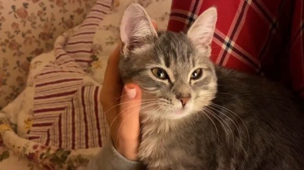 КОШКА ЗАСЫПАЕТ В ЛАДОШКЕ 🐈