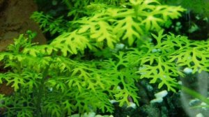 ИНДИЙСКИЙ ПАПОРОТНИК. СОДЕРЖАНИЕ В АКВАРИУМЕ.