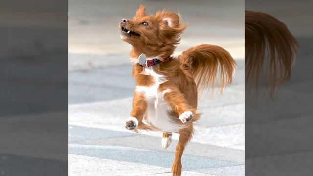 Groovy Mellow Doggy Rest смотреть онлайн