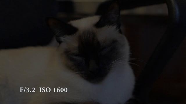 Видео тест объектива Nikon 50mm F/1.4D