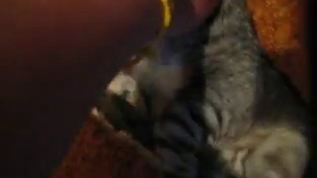 Отдам в хорошие руки котенка из рекламы Whiskas i с q 815-470 смотреть онлайн