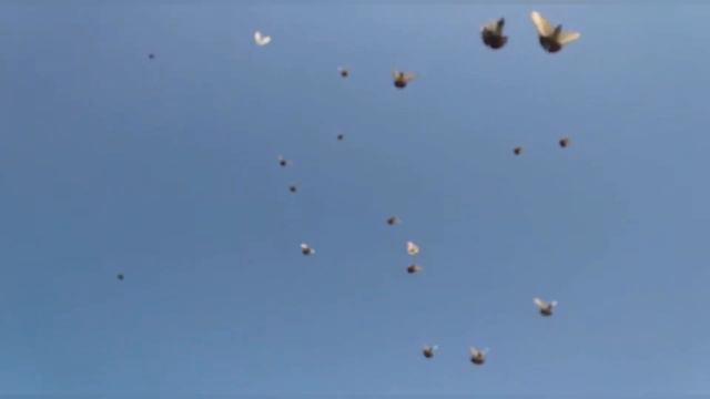 Николаевские 💥голуби. Молодёжь💥 Овчаров. А. И.💥Новошахтинск 💥 5.07.2022.г. 🎥🕊️🇷🇺 смотреть онлайн