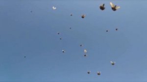 Николаевские 💥голуби. Молодёжь💥 Овчаров. А. И.💥Новошахтинск 💥 5.07.2022.г. 🎥🕊️🇷🇺