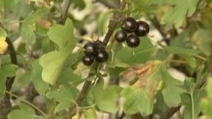 Не йошта, а золотистая смородина