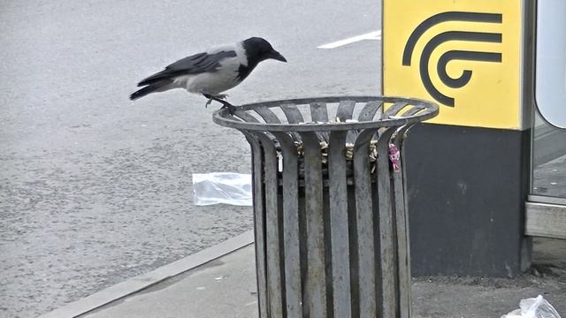 Что было бы, Если серая ворона работала на сортировке мусора. Записки ветврача орнитолога.18.10.202 смотреть онлайн