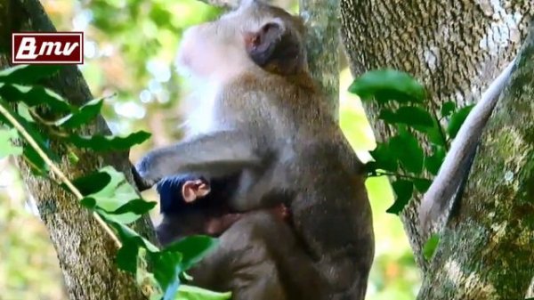 教育熱心なママザルと、泣き虫顔の猿の赤ちゃん / monpai monyet サル 猿 悲劇 小ザル