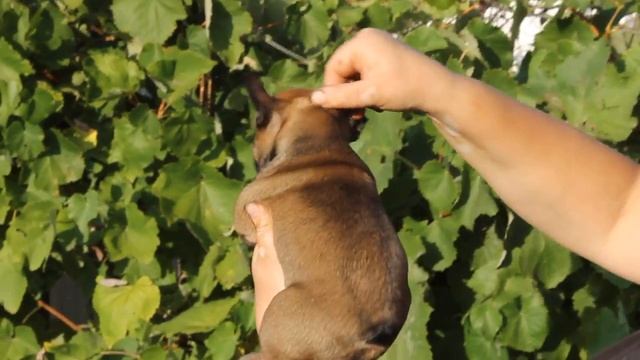 Француз девочка Красный махагон(20г.) смотреть онлайн