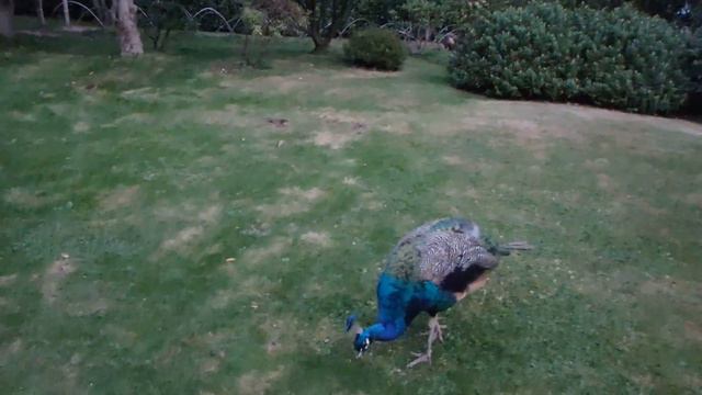 ЛОНДОН. Киото Гарден. Павлины, белочки, милахи Коэ в прудике и премилый японский садик! смотреть онлайн