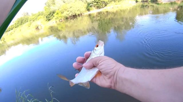 Рыбалка на крупную плотву, жена наловила карасей и открыла сезон рыбалки. смотреть онлайн