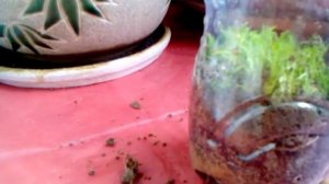 Как сделать и обустроить террариум для божьих коровок!!!