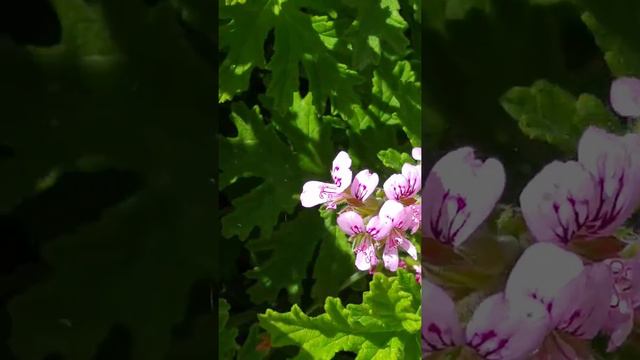 Vanessa Cardui Butterfly פרפר נימפית החורשף