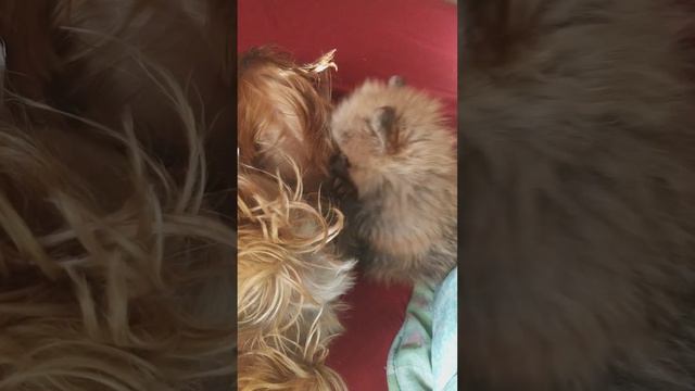 Наши детки 🥰 Йорк - Заюша , Шпиц - Кира . 🤩🤩🥰🥰😇 смотреть онлайн