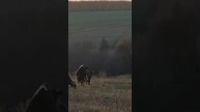 Брачные ИГРЫ коровы и быка. смотреть онлайн