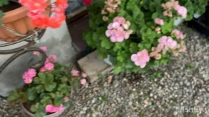 Пеларгония Леона Галактика