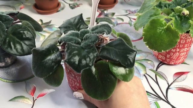 ?Обзор фиалок: ожидание и реальность? Секрет выращивания фиалки из листа раскрыт?? смотреть онлайн