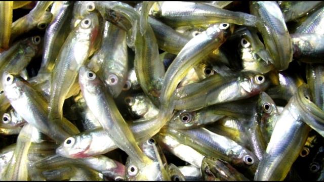 ими кишат все наши водоемы смотреть онлайн