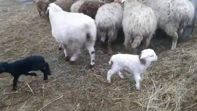 Декабрь. Гололед и овцы.