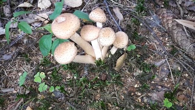 Съездили за опятами! ) Одинцовский район Подмосковье \ honey agaric mushrooms Moscow region смотреть онлайн