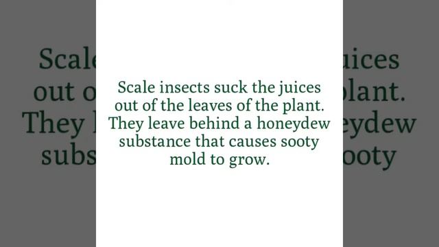 Sooty Mold смотреть онлайн