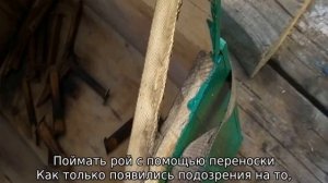 Как поймать рой пчел