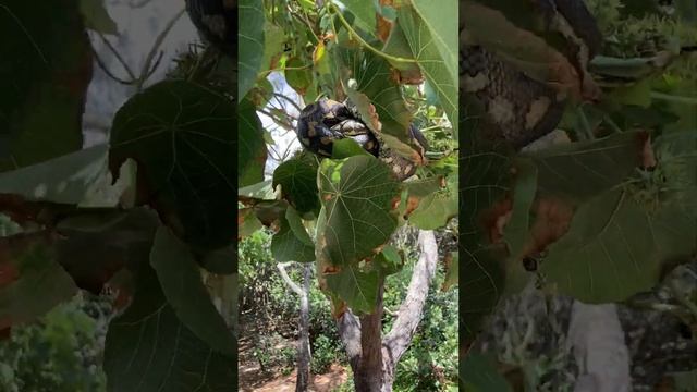 Diamond Python смотреть онлайн