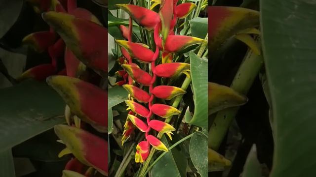 Birds of Paradise plant🌹🪴❤️💓 смотреть онлайн