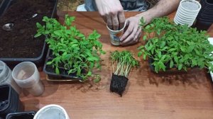 ПИКИРОВКА  РАССАДЫ ТОМАТОВ МАРТЕ 2023Г. 3 ГЛАВНЫХ ПЛЮСА О ПИКИРОВКИ ТОМАТОВ.