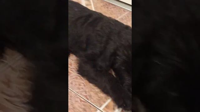 щенки породы ризеншнауцер, девочки и мальчики, продажа. 0668295760 смотреть онлайн