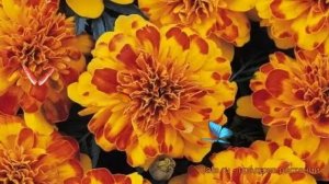 Бархатцы отклоненный Болеро ? отклоненный бархатцы Болеро обзор: как сажать, семена бархатцев Болер