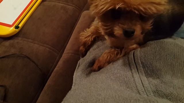 Прикол. Кушать или гулять? Гулять или кушать?