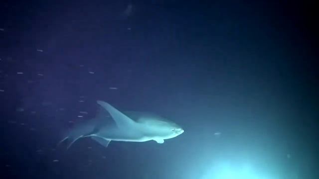 Усатая акула-нянька смотреть онлайн