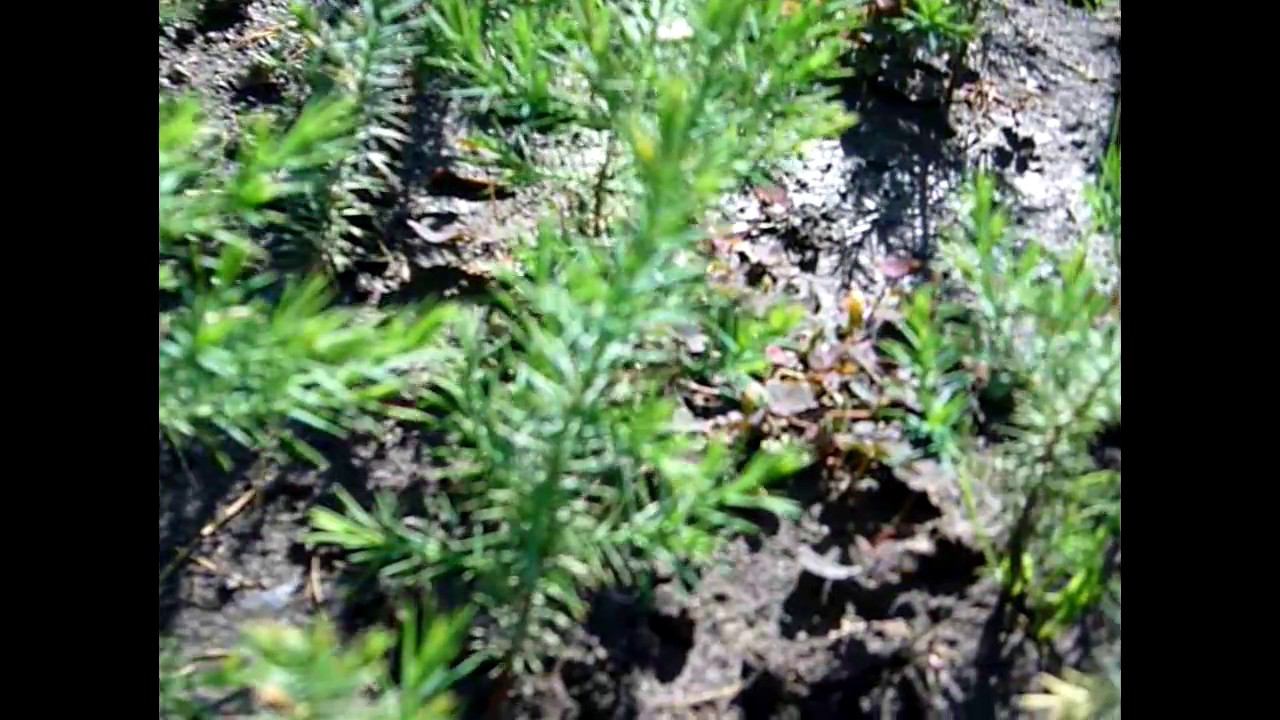 Можжевельник виргинский глаука 3-х летка. Как растет можжевельник? смотреть онлайн