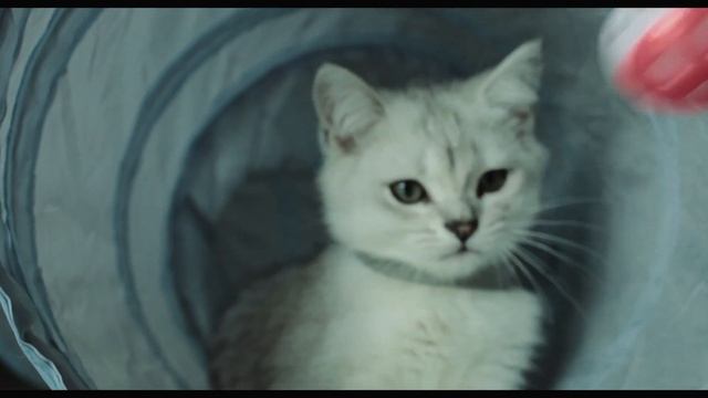 Adorable Cat's Daily Life: Sleep, Curiosity, and Rainbow Fun with Stone! смотреть онлайн