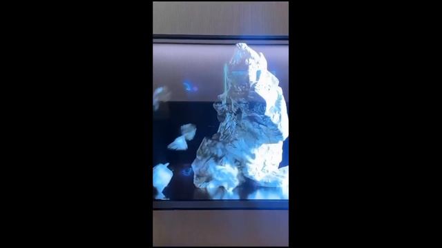 LG представила первый в мире беспроводной телевизор с прозрачным OLED-экраном смотреть онлайн