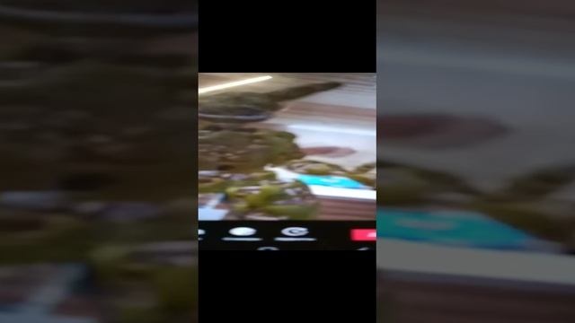 киси сплимтрап собака смотреть онлайн