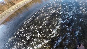 Рыбалка на Севере Забайкалья. Хариус по заберегам осенью на реке Чара (на летнюю)