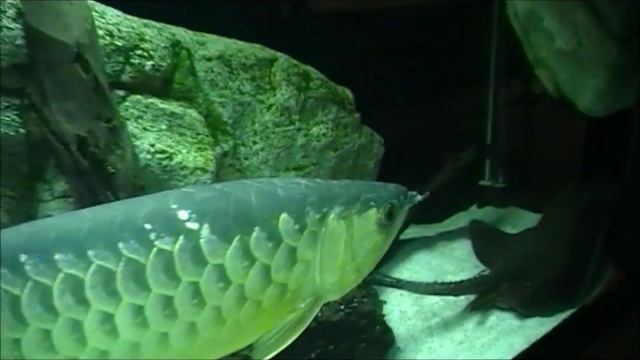 ZOO Brno Bystrc - akvárium rybičky - ryby. смотреть онлайн