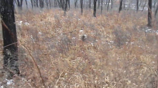 собаки на кабане 2 смотреть онлайн
