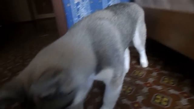 Кто сказал, что Хаски не лают?)) смотреть онлайн