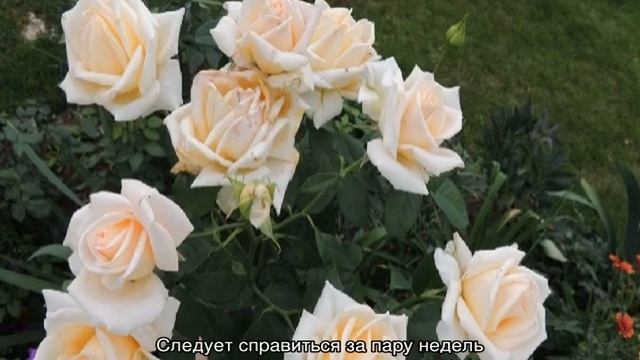 Роза Версилия (Versilia) — описание кустового сорта