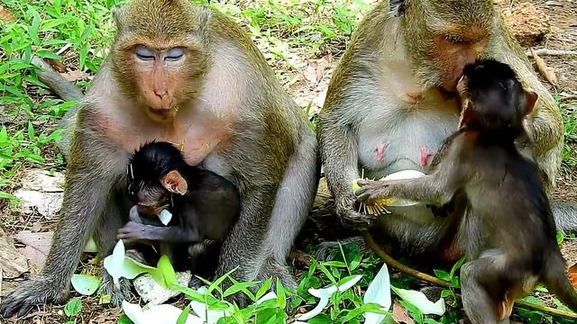 Will Newborn baby monkey Daniela become Blind eyes? смотреть онлайн