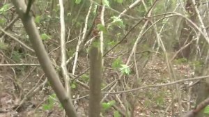 Кавказская шашка и кинжал Мастера "ИЗ"